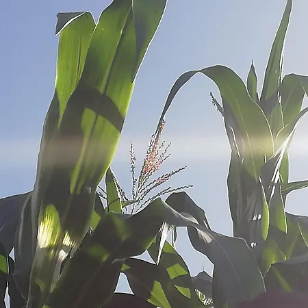 Tapias, Glorieta Puerto de la Cruz (Tenerife)