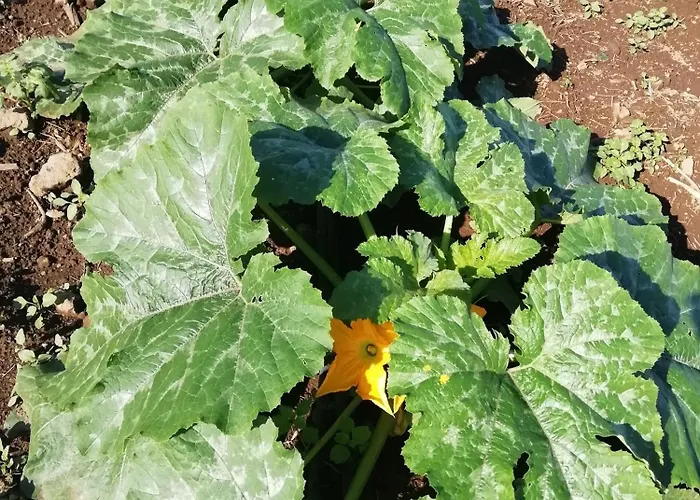 Casa vacanze Tapias, Glorieta