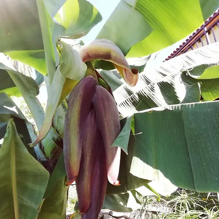 Tapias, Glorieta 別荘 プエルト・デ・ラ・クルス