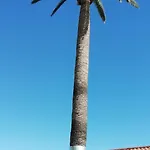 Tapias, Glorieta Puerto de la Cruz (Tenerife)