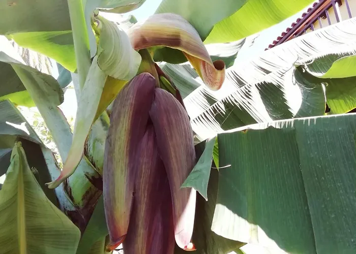 Tapias, Glorieta Feriehus Puerto de la Cruz (Tenerife)