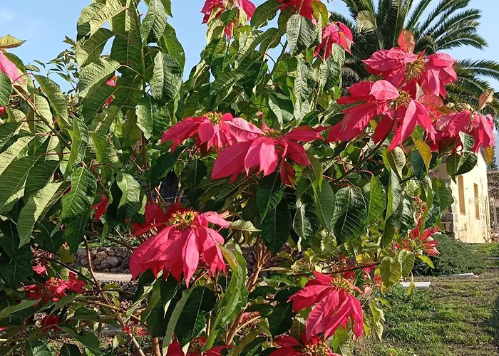 Tapias, Glorieta * Puerto de la Cruz (Tenerife)